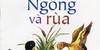 Ngỗng Và Rùa